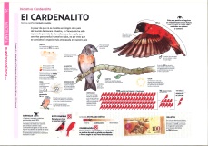 cardenalito